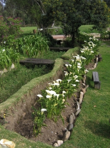 calla lilies growing at the hacienda in Cajamarca